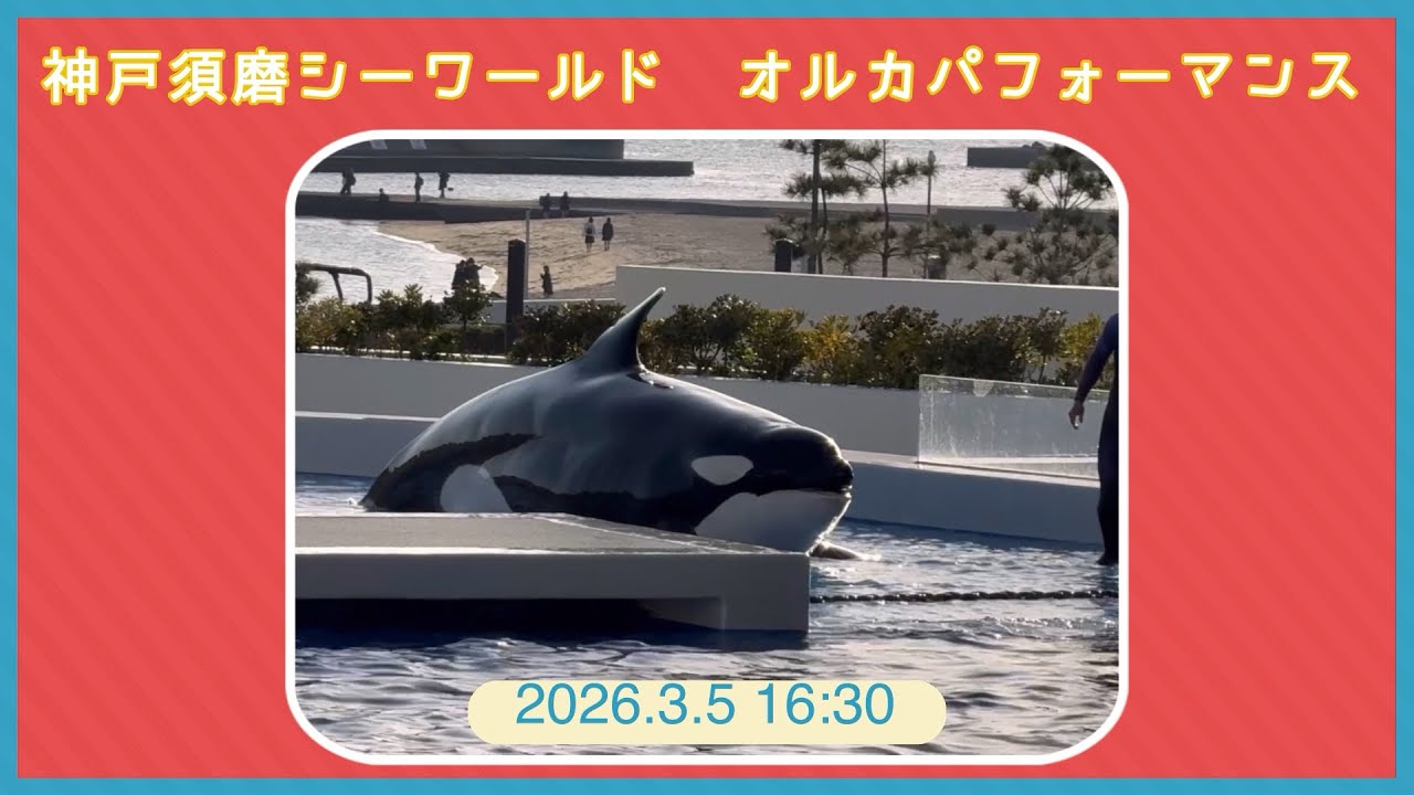 神戸須磨シーワールド　オルカパフォーマンス　2026.3.5 16:30