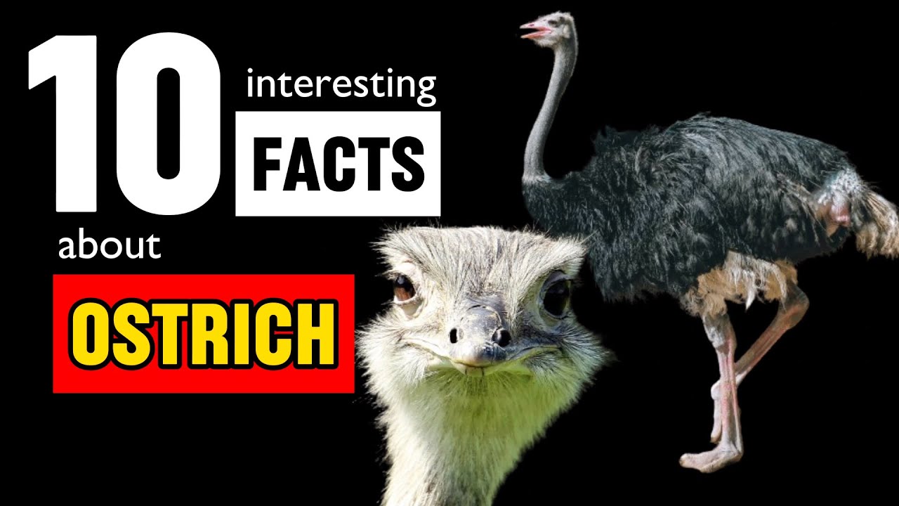10 Interesting Facts about Ostrich