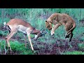 Part 1 kuwa u dhashay samatabaxa   animals  documentary  wildlife  nature