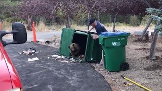Three Bears Rescued From Dumpster