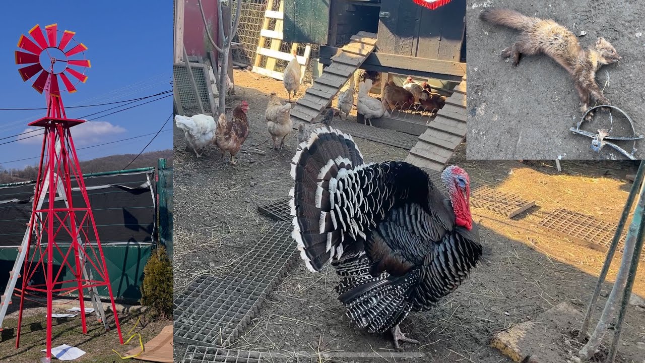 Hens-VLOGS :1258🔧🙂