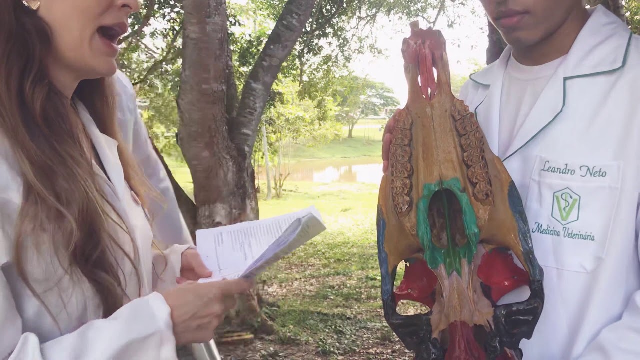 29 - Anatomia Animal - Osso Pterigóide, Vômer e Palatino