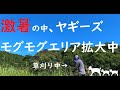 【モグモグエリアを拡大せよ!~ヤギーズからの指令~】もっと食べたいメェ~🐐~佐賀のペーター飼育員の日常~