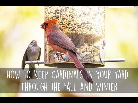 How to Keep Cardinals in Your Yard Through the Fall and Winter