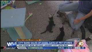 San Diego City Council unanimously votes to ban retail sale of dogs, cats, rabbits in pet stores