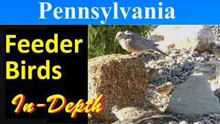 10 Most Common Feeder Birds of Pennsylvania [InDepth]