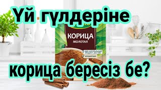 Гүлге Корица бересіз бе? Карицаның үй гүлдеріне әсері. Үй гүлдерінің күтім. Түрлі гүлдер күтімі.