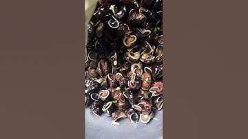 Ốc đá; Ốc khe núi, hấp lá chanh sả ớt.