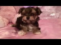 Morkie Puppies For Sale Near Me