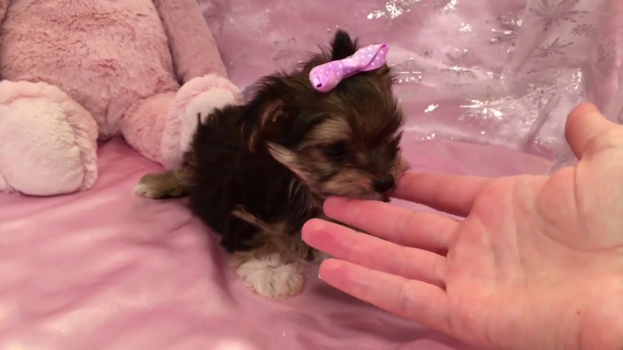 Teacup Morkie Puppies For Sale In NC YouTube