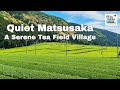 Quiet Matsusaka - A Serene Tea Field Village | 4K Japan Ambience (No Music)