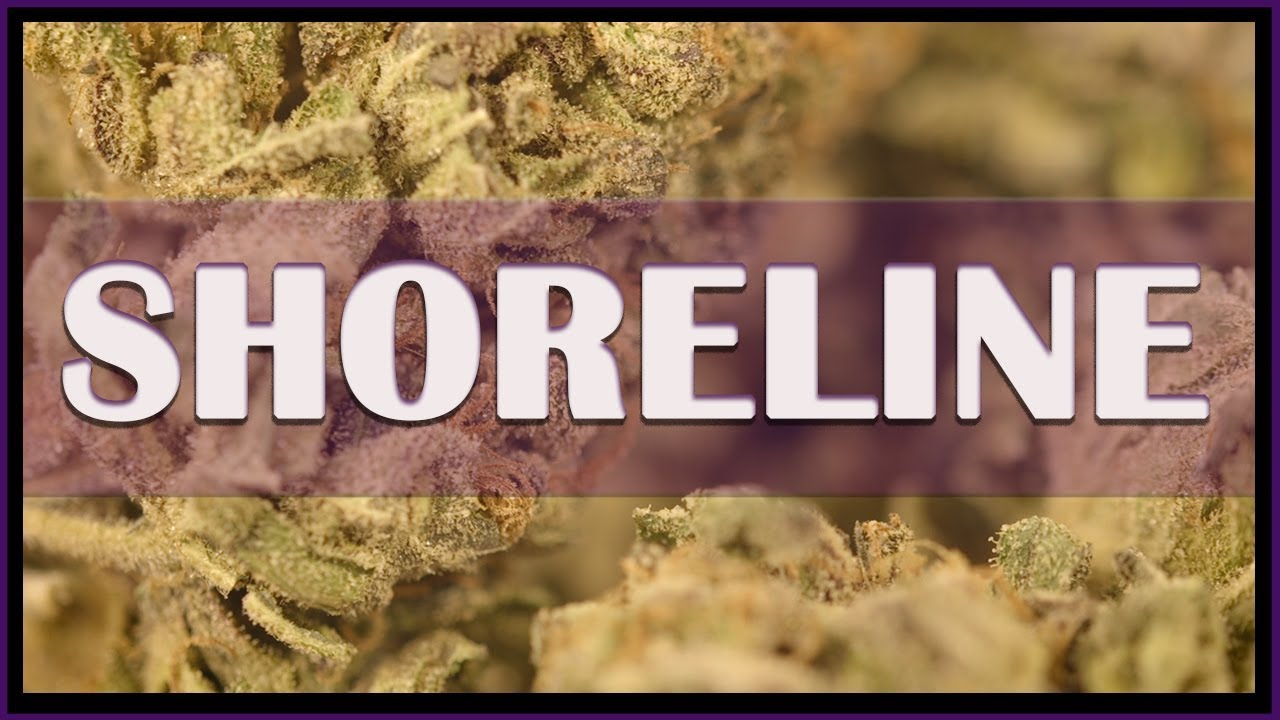 SHORELINE - Hybride - THC 22%