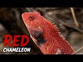 Red color of chameleon | Please watch the video till the end | #chameleon