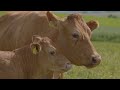 Swiss Cows (4) 4k UHD