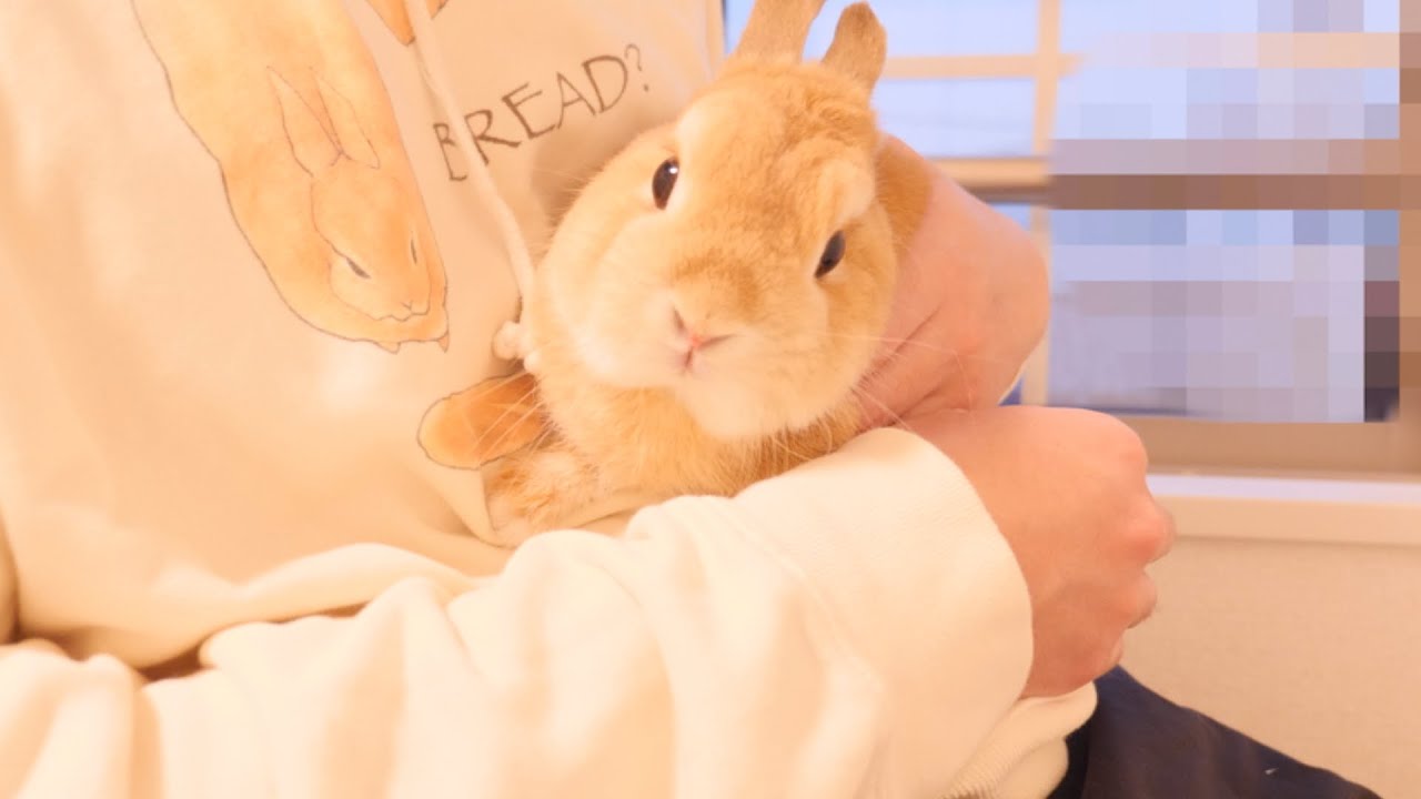 Sideways rain hit the rabbit and it stopped moving [No.825]. - YouTube