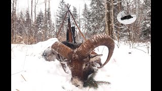 Hunting mouflon in February - Muffelwidder Jagd im Februar