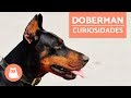 DOBERMAN pinscher - Características y adiestramiento