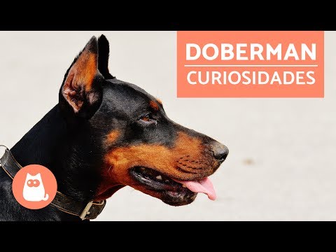 Video: Las cabras son básicamente perros con pezuñas