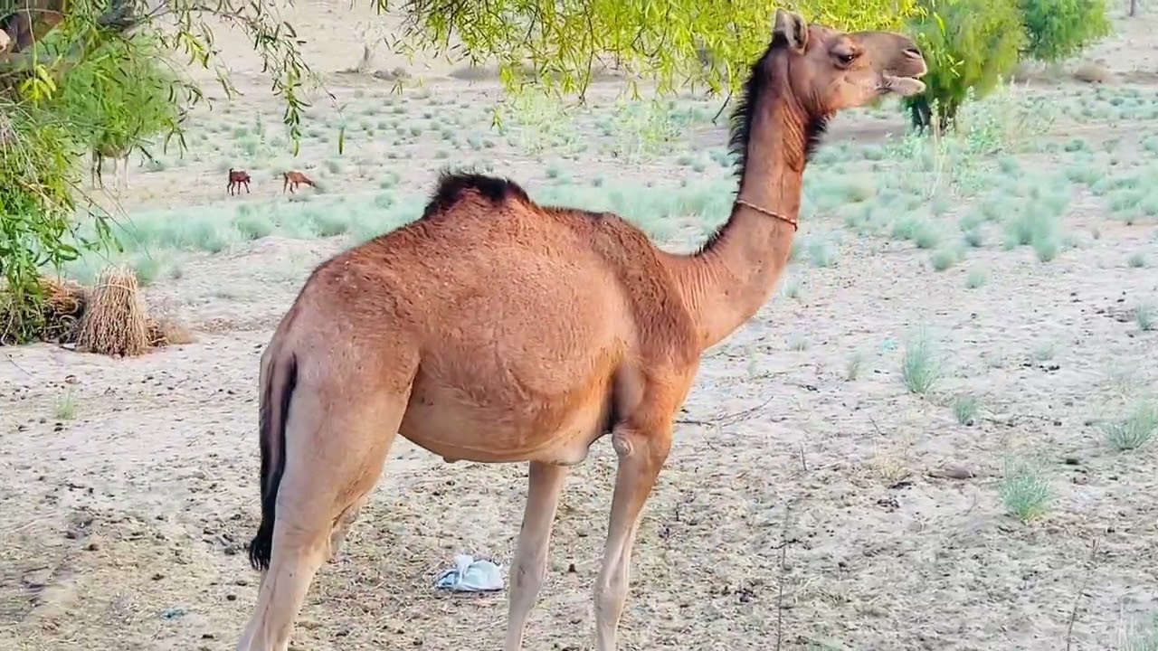 How camels live in desert #desert 
