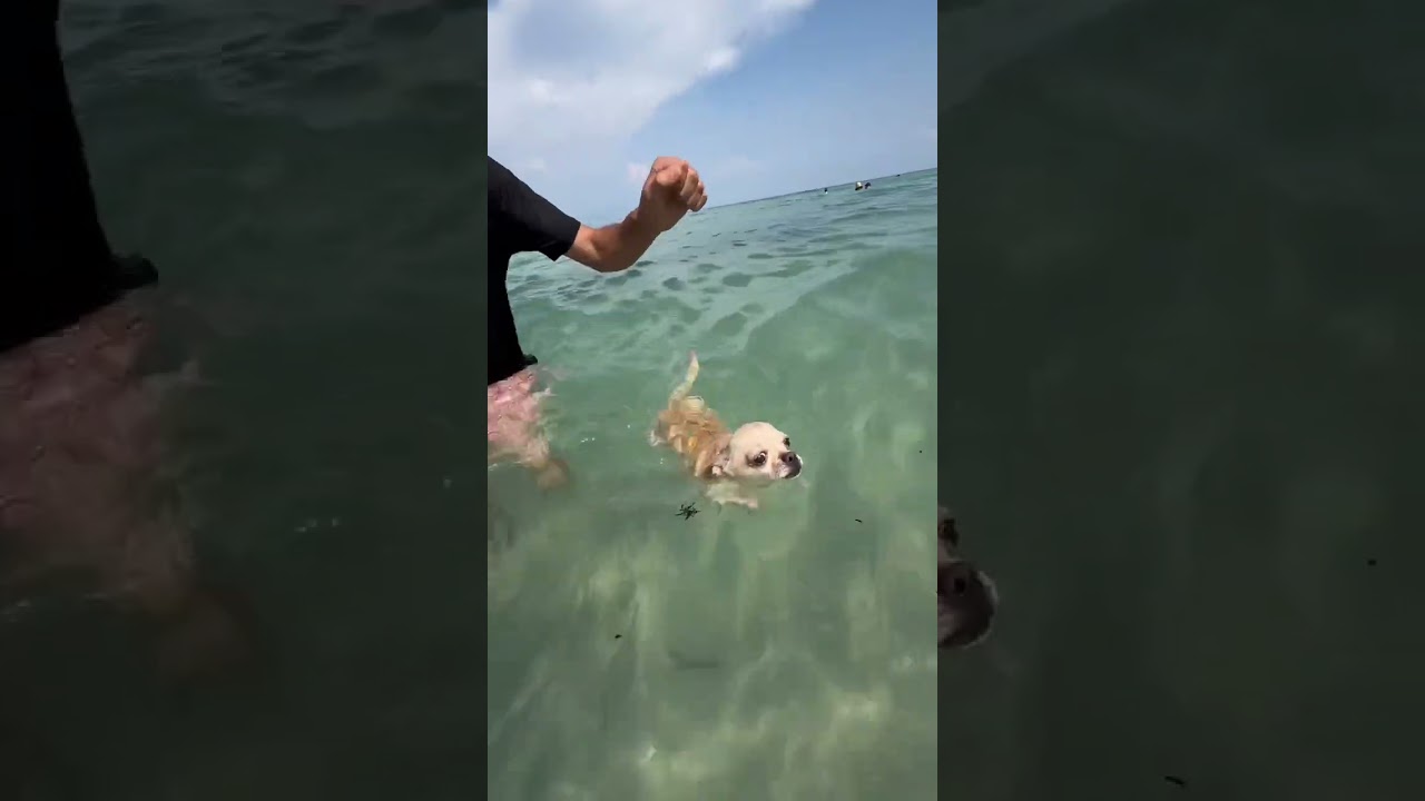 UNA MEDUSA L’HA PUNTO? 😱🪼