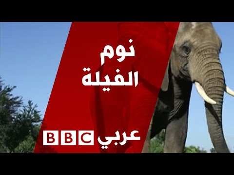 فيديو: كيف تنام الفيلة