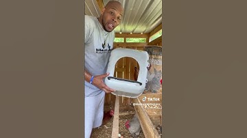 Do the chickens lay their eggs in one nesting box? Question answered!