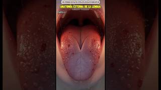🔬 La Lengua Humana Todo lo que NO sabías Anatomía y funciones PART 1