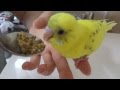 挿し餌を食べるセキセイインコの雛