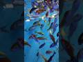 🐠 "Best Fish Aquarium Setup | Beginner Guide, Tank Maintenance &amp; Fish Care Tips" 🏝️