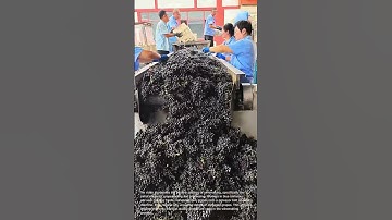 Modern Winemaking: Grape Sorting and Processing at a Winery