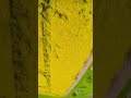 Yet Another FPV Drone Attempting 'Rapsfeld Roll'... Riveting. #fpv #fpvdrone #fpvfreestyle