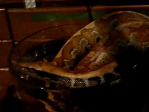 blood python young blood