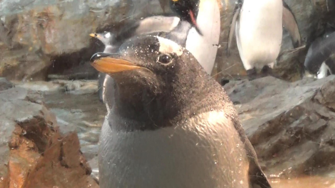 ジェンツーペンギンが可愛すぎる❤ Cute Gentoo penguin 【Cute animal