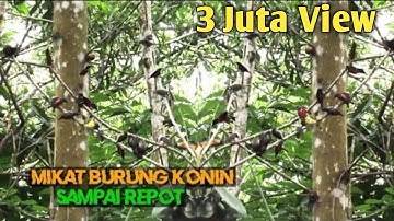 Mikat Burung Kolibri Ninja/Konin Sampai Dibikin Repot