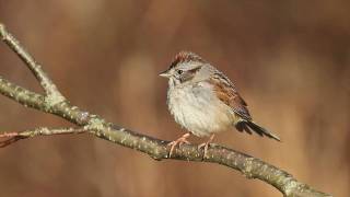 Swamp Sparrow