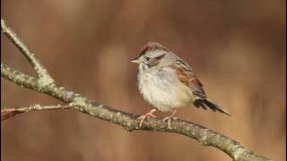 Swamp Sparrow
