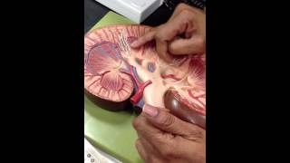 IMG_0018.MOV Kidney model 1