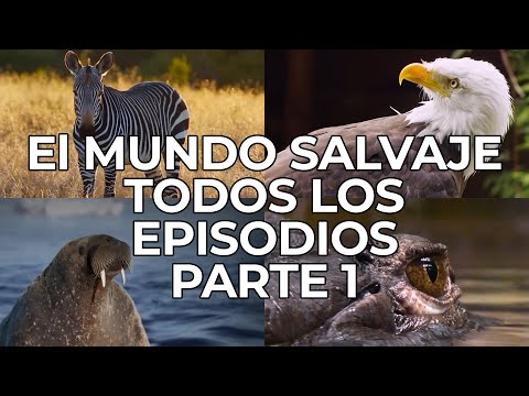 El Mundo Salvaje: Todos los Episodios Parte 1 | Free Documentary Nature -  Español