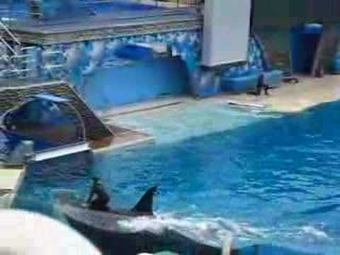 Killer Whale Splash then Spin - YouTube