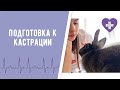 ПОЧЕМУ НУЖНО СДЕЛАТЬ КРОЛИКУ КАСТРАЦИЮ / ПОДГОТОВКА