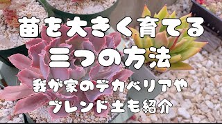 『多肉植物』我が家のデカベリアと大きい苗の育て方♬ブレンド土の使い分け