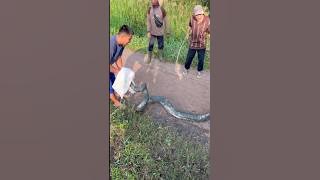 A PYTHON CATCHED IN FRONT OF RAKA'S HOUSE 😱😱 #minivlog #entertainmentshorts #villagechildren #vlog