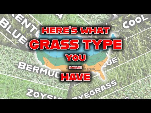 Video: What is Bentgrass - Information om forskellige typer af Bentgrass