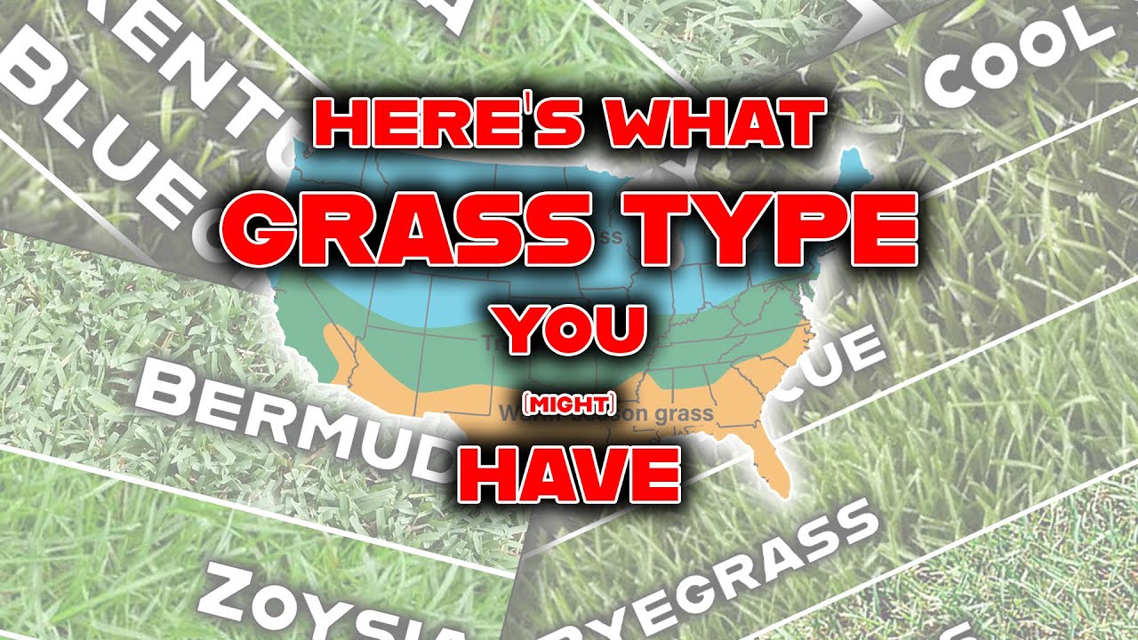 Simple Steps to Identify Your Grass Type for Better Lawn Care ...