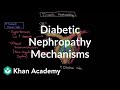 Diabetic nephropathy - Mechanisms | Endocrine system diseases | NCLEX-RN | Khan Academy