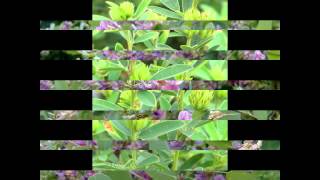 ЛЕСПЕДЕЦА (LESPEDEZA) сем. Бобовые ЛЕСПЕДЕЦА (LESPEDEZA) сем. Бобовые