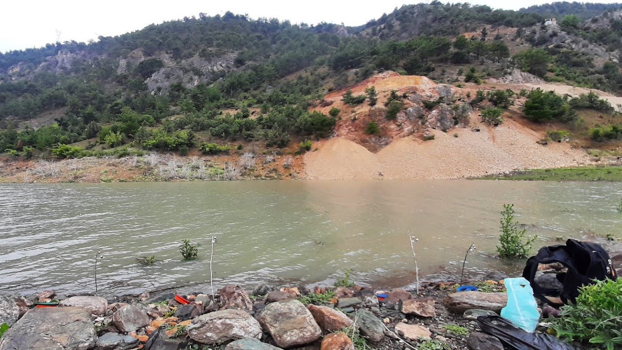 Sığ Suda Dutla Sazan Avı.Balık Avı#carpfishing with mulberry in shallow water#