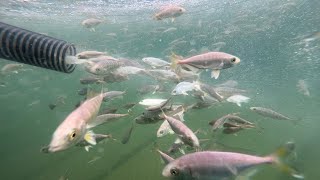 The YELLOWTAIL KINGFISH CANNON is back!