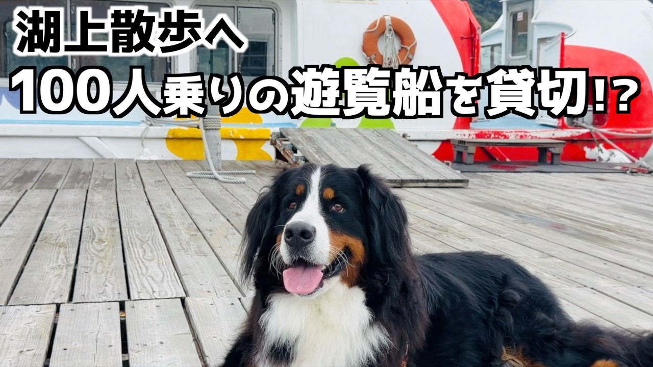 Bernese Mountain Dog🐾 First Experience at Lake Sagami🚢 - YouTube