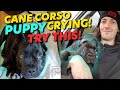 Cane Corso Puppy Crying TRY THIS! Instant Fix